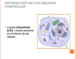 DISTRIBUCIÓN DE LOS LÍQUIDOS
CORPORALES
 Líquido intracelular
(LIC): Líquido presente
en el interior de las
células.
 