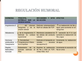 REGULACIÓN HUMORAL
HORMONA PRINCIPÁL
ESTÍMULO QUE LA
DESENCADENA
MECANISMO Y SITIO
DE ACCIÓN
EFECTOS
Angiotensina II del volumen
sanguíneo y de la
presión arterial
Estimula cotransportador
Na/H en células del TCP
La reabsorción de Na y
agua, para aumentar el vol.
sanguíneo
Aldosterona de la Angiotensina II
estimula la corteza
suprarrenal
Membrana vasolateral de
las células del conducto
colector
secreción de K lo que
aumenta la reabsorción de
Na y agua
Hormona
antidiurética o
Vasopresina
Osmolaridad
Angiotensina II libera
de la hipófisis
Estimula el transporte en
canales acuosos
(acuaporina-2)
Incrementa la reabsorción
de agua
Péptido
Natriurético
Auricular
Estiramiento de la
aurícula estimula el
PNA
Suprime la reabsorción
de Na y H2O en TCP,
inhibe HAD, ALD
Incrementa la excreción de
Na en orina
 