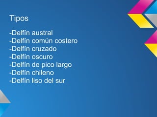 Tipos
-Delfín austral
-Delfín común costero
-Delfín cruzado
-Delfín oscuro
-Delfín de pico largo
-Delfín chileno
-Delfín liso del sur
 