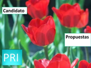 Candidato




            Propuestas



PRI
 