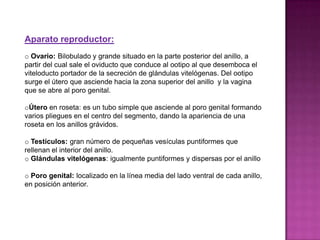 Aparato reproductor:
o Ovario: Bilobulado y grande situado en la parte posterior del anillo, a
partir del cual sale el oviducto que conduce al ootipo al que desemboca el
viteloducto portador de la secreción de glándulas vitelógenas. Del ootipo
surge el útero que asciende hacia la zona superior del anillo y la vagina
que se abre al poro genital.

oÚtero en roseta: es un tubo simple que asciende al poro genital formando
varios pliegues en el centro del segmento, dando la apariencia de una
roseta en los anillos grávidos.

o Testículos: gran número de pequeñas vesículas puntiformes que
rellenan el interior del anillo.
o Glándulas vitelógenas: igualmente puntiformes y dispersas por el anillo

o Poro genital: localizado en la línea media del lado ventral de cada anillo,
en posición anterior.
 