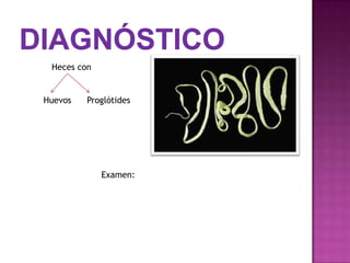 Heces con


Huevos   Proglótides




             Examen:
 