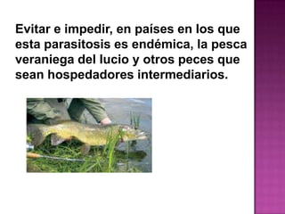 Evitar e impedir, en países en los que
esta parasitosis es endémica, la pesca
veraniega del lucio y otros peces que
sean hospedadores intermediarios.
 