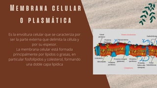 Membrana celular
o plasmática


Es la envoltura celular que se caracteriza por
ser la parte externa que delimita la célula y
por su espesor.
La membrana celular está formada
principalmente por lípidos o grasas, en
particular fosfolípidos y colesterol, formando
una doble capa lipídica


 