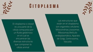 El citoplasma o citosol
es una parte de la
célula compuesta por
un fluido gelatinoso
en el cual se
encuentran las
diversas estructuras
que componen la
célula animal
Citoplasma


Las estructuras que
están en el citoplasma
son organelos celulares:
Mitocondrias.Lisosomas.
Ribosomas,Retículo
endoplasmático, Aparato
de Golgi, Centrosoma,
Vacuola
 