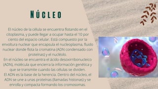 Núcleo


El núcleo de la célula se encuentra flotando en el
citoplasma, y puede llegar a ocupar hasta el 10 por
ciento del espacio celular. Está compuesto por la
envoltura nuclear que encapsula el nucleoplasma, fluido
nuclear donde flota la cromatina (ADN condensado con
proteínas) y el nucléolo.
En el núcleo se encuentra el ácido desoxirribonucleico
(ADN), molécula que encierra la información genética y
que se transmite cuando las células se dividen.
El ADN es la base de la herencia. Dentro del núcleo, el
ADN se une a unas proteínas (llamadas histonas) y se
enrolla y compacta formando los cromosomas.
 
