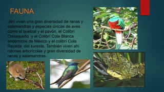 FAUNA
Ahí viven una gran diversidad de ranas y
salamandras y especies únicas de aves
como el quetzal y el pavón, el Colibrí
Oaxaqueño y el Colibrí Cola Blanca
endémicos de México y el colibrí Cola
Rayada del sureste. También viven ahí
ratones arborícolas y gran diversidad de
ranas y salamandras.
 