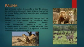 FAUNA
Los animales varían de acuerdo al tipo de sabana,
pero generalmente poseen patas largas y muy fuertes
en el caso de los mamíferos y amplias alas en el caso
de las aves.
Dentro de la sabana se encuentran insectos como los
tábanos, un gran número de mamíferos como
cebras, ciervos, elefantes, leones,
chitas, hipopótamos, leopardos, ñus, etc.
y reptiles como el cocodrilo. Existen especies tanto
carnívoras como herbívoras que equilibran la cadena
alimentaria de este ecosistema.
 
