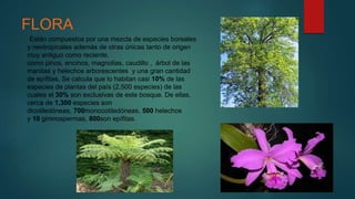 FLORA
Están compuestos por una mezcla de especies boreales
y neotropicales además de otras únicas tanto de origen
muy antiguo como reciente,
como pinos, encinos, magnolias, caudillo , árbol de las
manitas y helechos arborescentes y una gran cantidad
de epífitas, Se calcula que lo habitan casi 10% de las
especies de plantas del país (2,500 especies) de las
cuales el 30% son exclusivas de este bosque. De ellas,
cerca de 1,300 especies son
dicotiledóneas, 700monocotiledóneas, 500 helechos
y 10 gimnospermas, 800son epífitas.
 