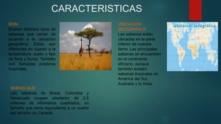 CARACTERISTICAS
SON:
Existen distintos tipos de
sabanas que varían de
acuerdo a la ubicación
geográfica. Estas son
diferentes en cuanto a la
temperatura, suelo y tipo
de flora y fauna. También
son llamadas praderas
tropicales.
UBICACIÓN
GEOGRAFICA
Las sabanas están
ubicadas en la parte
inferior de nuestra
tierra. Las principales
sabanas se encuentran
en el continente
africano, aunque
también existen
sabanas tropicales en
América del Sur,
Australia y la India.
SABIAS QUE:
Las sabanas de Brasil, Colombia y
Venezuela ocupan alrededor de 2.5
millones de kilómetros cuadrados, un
tamaño que sería equivalente a un cuarto
del tamaño de Canadá.
 