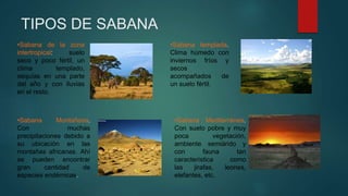 TIPOS DE SABANA
•Sabana de la zona
intertropical: suelo
seco y poco fértil, un
clima templado,
sequías en una parte
del año y con lluvias
en el resto.
•Sabana templada.
Clima húmedo con
inviernos fríos y
secos
acompañados de
un suelo fértil.
•Sabana Mediterránea.
Con suelo pobre y muy
poca vegetación,
ambiente semiárido y
con fauna tan
característica como
las jirafas, leones,
elefantes, etc.
•Sabana Montañosa.
Con muchas
precipitaciones debido a
su ubicación en las
montañas africanas. Ahí
se pueden encontrar
gran cantidad de
especies endémicas.
 