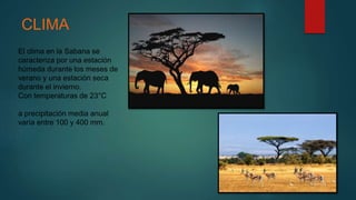 CLIMA
El clima en la Sabana se
caracteriza por una estación
húmeda durante los meses de
verano y una estación seca
durante el invierno.
Con temperaturas de 23°C
a precipitación media anual
varía entre 100 y 400 mm.
 
