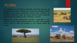 FLORA
La vegetación de la Sabana desarrolla diferentes técnicas de
resistencia para poder soportar las condiciones climáticas. Estas
multiplican sus raíces, almacenan mucha agua, disponen de
semillas resistentes o bien, sus raíces tienen un gran desarrollo
subterráneo para absorber más nutrientes y líquidos.
Mayormente crecen gramíneas, arbustos, matorrales y muy
escasos árboles. Siendo estos últimos muy útiles para grandes
felinos como el chita que observa a sus presas desde las
alturas.
 