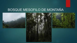 BOSQUE MESOFILO DE MONTAÑA
 