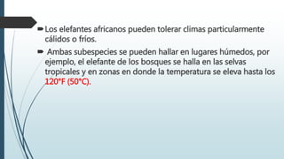 Los elefantes africanos pueden tolerar climas particularmente
cálidos o fríos.
 Ambas subespecies se pueden hallar en lugares húmedos, por
ejemplo, el elefante de los bosques se halla en las selvas
tropicales y en zonas en donde la temperatura se eleva hasta los
120°F (50°C).
 