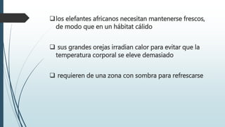 los elefantes africanos necesitan mantenerse frescos,
de modo que en un hábitat cálido
 sus grandes orejas irradian calor para evitar que la
temperatura corporal se eleve demasiado
 requieren de una zona con sombra para refrescarse
 