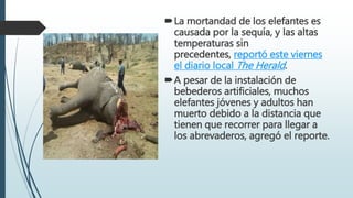 La mortandad de los elefantes es
causada por la sequía, y las altas
temperaturas sin
precedentes, reportó este viernes
el diario local The Herald.
A pesar de la instalación de
bebederos artificiales, muchos
elefantes jóvenes y adultos han
muerto debido a la distancia que
tienen que recorrer para llegar a
los abrevaderos, agregó el reporte.
 
