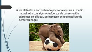 los elefantes están luchando por sobrevivir en su medio
natural. Aún con algunos esfuerzos de conservación
existentes en el lugar, permanecen en grave peligro de
perder su hogar.
 