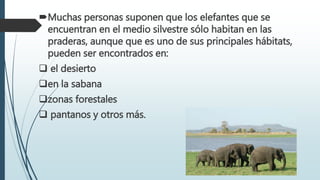 Muchas personas suponen que los elefantes que se
encuentran en el medio silvestre sólo habitan en las
praderas, aunque que es uno de sus principales hábitats,
pueden ser encontrados en:
 el desierto
en la sabana
zonas forestales
 pantanos y otros más.
 