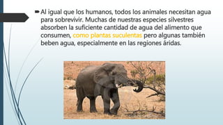Al igual que los humanos, todos los animales necesitan agua
para sobrevivir. Muchas de nuestras especies silvestres
absorben la suficiente cantidad de agua del alimento que
consumen, como plantas suculentas pero algunas también
beben agua, especialmente en las regiones áridas.
 