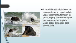 A los elefantes a los cuales les
encanta tener la capacidad de
vagar libremente, también les
gusta jugar y bañarse en agua
por lo que no les importa
viajar largas distancias para
encontrarla.
 