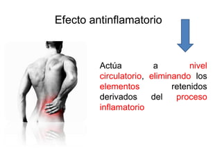 Efecto antinflamatorio



         Actúa          a         nivel
         circulatorio, eliminando los
         elementos           retenidos
         derivados     del    proceso
         inflamatorio
 