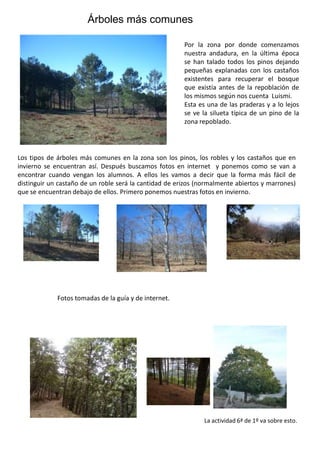 Árboles más comunesPor la zona por donde comenzamos nuestra andadura, en la última época se han talado todos los pinos dejando pequeñas explanadas con los castaños existentes para recuperar el bosque que existía antes de la repoblación de los mismos según nos cuenta  Luismi.Esta es una de las praderas y a lo lejos se ve la silueta típica de un pino de la zona repoblado.Los tipos de árboles más comunes en la zona son los pinos, los robles y los castaños que en invierno se encuentran así. Después buscamos fotos en internet  y ponemos como se van a encontrar cuando vengan los alumnos. A ellos les vamos a decir que la forma más fácil de distinguir un castaño de un roble será la cantidad de erizos (normalmente abiertos y marrones) que se encuentran debajo de ellos. Primero ponemos nuestras fotos en invierno.Fotos tomadas de la guía y de internet.La actividad 6ª de 1º va sobre esto.