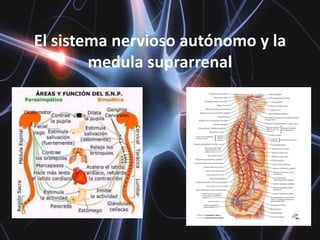 El sistema nervioso autónomo y la
        medula suprarrenal
 