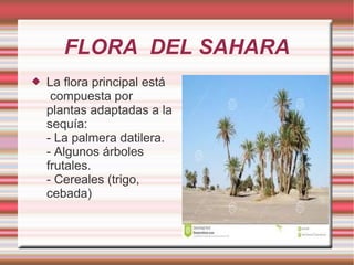 FLORA DEL SAHARA
 La flora principal está
compuesta por
plantas adaptadas a la
sequía:
- La palmera datilera.
- Algunos árboles
frutales.
- Cereales (trigo,
cebada)
 