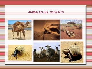 ANIMALES DEL DESIERTO
Fila 1
Fila 2
Fila 3
Fila 4
0
2
4
6
8
10
12
Columna 1
Columna 2
Columna 3
 