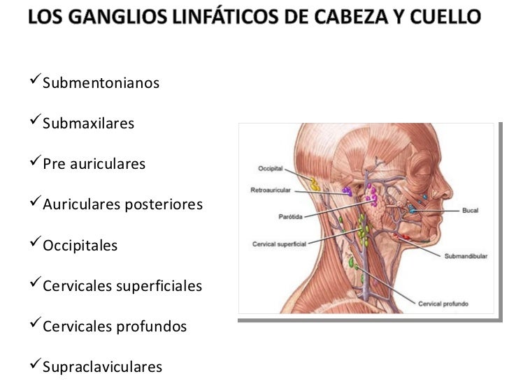 cadena ganglionar del cuello exploracion presentaci 243 n de ganglios linf 225 ticos cadena ganglionar del cuello exploracion presentaci 243 n de ganglios linf 225 ticos