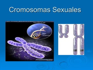 Cromosomas Sexuales 