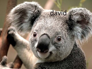 david

 