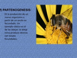 f) PARTENOGENESIS:
ES la producción de un
nuevo organismo a
partir de un ovulo no
fecundado. Un
ejemplo clásico es el
de las abejas: la abeja
reina produce obreras
con óvulos
fecundados.
 