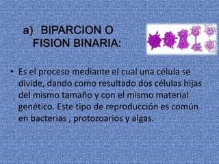 • Es el proceso mediante el cual una célula se
divide, dando como resultado dos células hijas
del mismo tamaño y con el mismo material
genético. Este tipo de reproducción es común
en bacterias , protozoarios y algas.
 