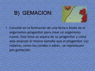 • Consiste en la formación de una llena o brote en el
organismos progenitor para crear un organismo
nuevo. Esta llena se separa de su progenitor y crece
asta alcanzar el mismo tamaño que el progenitor. Los
nidarios, como los corales o adras , se reproducen
por gemación.
 
