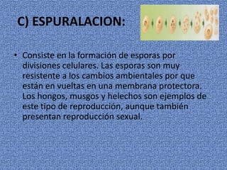 • Consiste en la formación de esporas por
divisiones celulares. Las esporas son muy
resistente a los cambios ambientales por que
están en vueltas en una membrana protectora.
Los hongos, musgos y helechos son ejemplos de
este tipo de reproducción, aunque también
presentan reproducción sexual.
C) ESPURALACION:
 