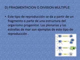 D) FRAGMENTACION O DIVISION MULTIPLE:
• Este tipo de reproducción se da a partir de un
fragmento o parte de una estructura del
organismo progenitor. Las plenarias y las
estrellas de mar son ejemplos de este tipo de
reproducción .
 