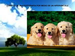 EJEMPLO DE UNA FOTOGRAFIA POR MEDIO DE UN HIPERVINCULO
 