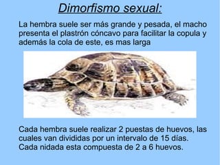 Dimorfismo sexual:
La hembra suele ser más grande y pesada, el macho
presenta el plastrón cóncavo para facilitar la copula y
además la cola de este, es mas larga
Cada hembra suele realizar 2 puestas de huevos, las
cuales van divididas por un intervalo de 15 días.
Cada nidada esta compuesta de 2 a 6 huevos.
 