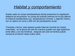 Habitat y comportamiento
Suelen estar en zonas semidesérticas donde predomina la vegetación
estepica se encuentran en zonas de sustrato arenoso en el que alterna
el matorral mediterráneo con temperaturas mínimas y régimen hídrico,
con un óptimo en torno a 290 mm de precipitación anual.
Tranquila y diurna esta especie puede hibernar durante los meses
invernales, en la época de celo los machos pueden ser algo agresivos
entre ellos y con las hembras , después del coito la hembra puede
conservar el semen hasta cuatro años.
 
