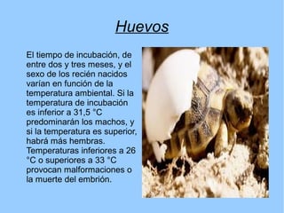 Huevos
El tiempo de incubación, de
entre dos y tres meses, y el
sexo de los recién nacidos
varían en función de la
temperatura ambiental. Si la
temperatura de incubación
es inferior a 31,5 °C
predominarán los machos, y
si la temperatura es superior,
habrá más hembras.
Temperaturas inferiores a 26
°C o superiores a 33 °C
provocan malformaciones o
la muerte del embrión.
 