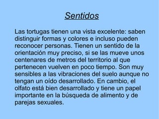 Sentidos
Las tortugas tienen una vista excelente: saben
distinguir formas y colores e incluso pueden
reconocer personas. Tienen un sentido de la
orientación muy preciso, si se las mueve unos
centenares de metros del territorio al que
pertenecen vuelven en poco tiempo. Son muy
sensibles a las vibraciones del suelo aunque no
tengan un oído desarrollado. En cambio, el
olfato está bien desarrollado y tiene un papel
importante en la búsqueda de alimento y de
parejas sexuales.
 