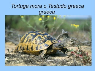 Tortuga mora o Testudo graeca
graeca
 