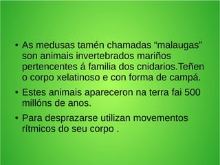● As medusas tamén chamadas “malaugas”
son animais invertebrados mariños
pertencentes á familia dos cnidarios.Teñen
o corpo xelatinoso e con forma de campá.
● Estes animais apareceron na terra fai 500
millóns de anos.
● Para desprazarse utilizan movementos
rítmicos do seu corpo .
 