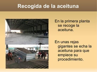 Veréis el procesamiento del aceite. 