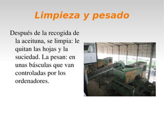 Recogida de la aceituna En la primera planta se recoge la aceituna. 