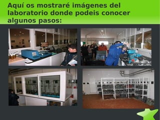 Una vez echo la masa pasa a la centrifugadora 