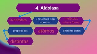 Presentación de la glucólisis | PDF