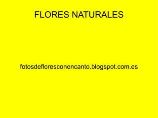FLORES NATURALES




fotosdefloresconencanto.blogspot.com.es
 